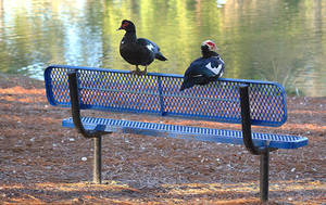 Birds on bench edit.