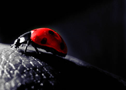 Ladybug