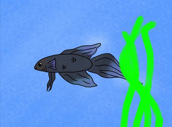 Bettafish.com request no.1