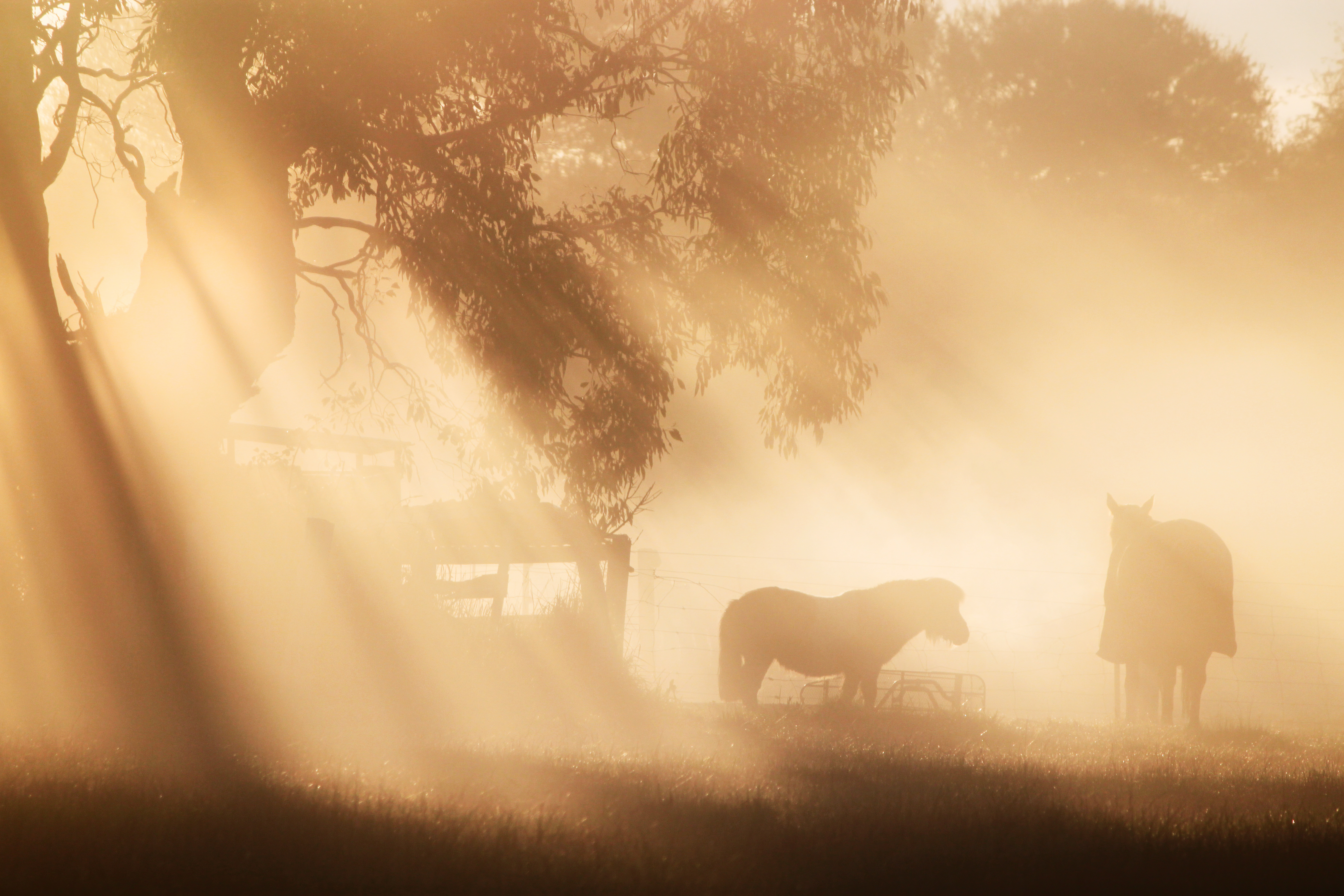 Mist and Morning Light