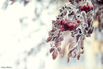 Winter by emilka1258