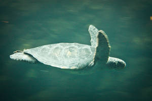 Sea Turtle