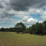 Sky and tree