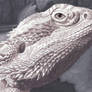 Bearded Dragon