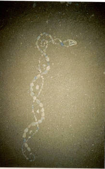The snake 2