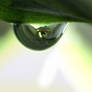 Waterlens On Alocasia Looking At Orchid