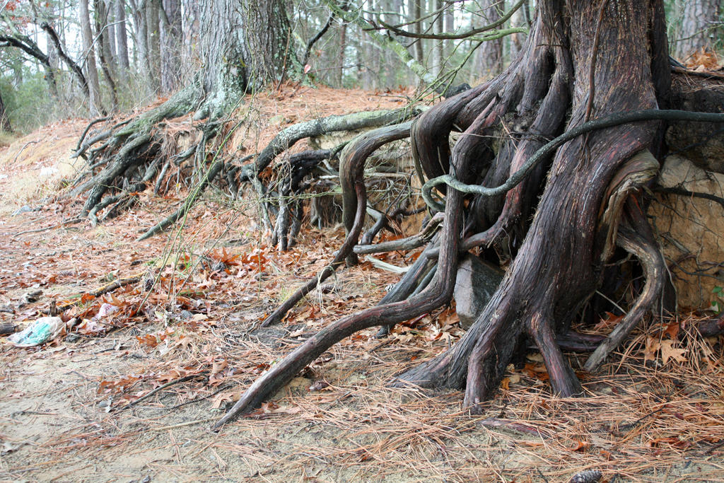 Doob Roots Roots by DonLeo85 on DeviantArt