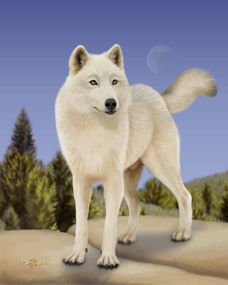 Snowolf Praject Snowolf by Ebon-Lupus on DeviantArt