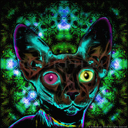 Sphynx the Moon Cat (Gif)