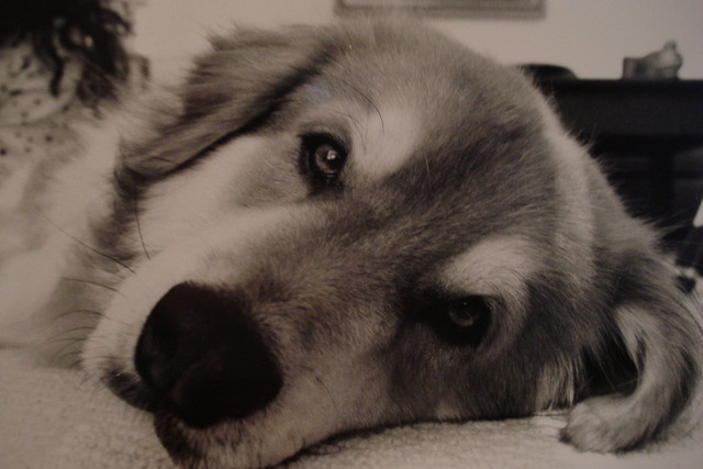 Sad Puppy Eyes By SilentBeauty37 On DeviantArt sad-puppy-eyes-by-silentbeauty37-on-deviantart