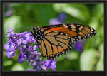 Monarch Butterfly by HogRider