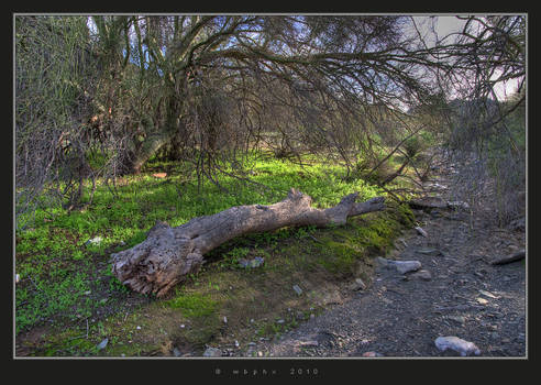 At A Dry Creek