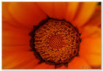 Orange Detail by HogRider