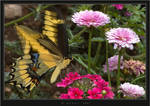 Giant Swallowtail III by HogRider