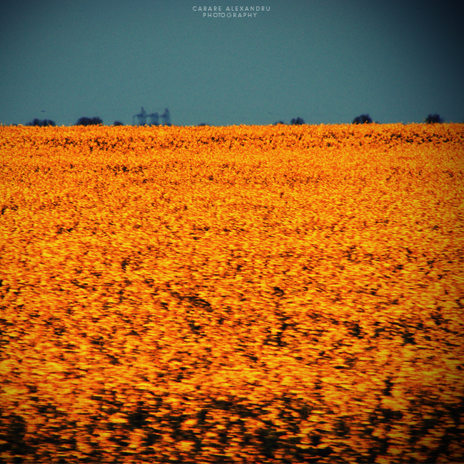 Field Of Gold