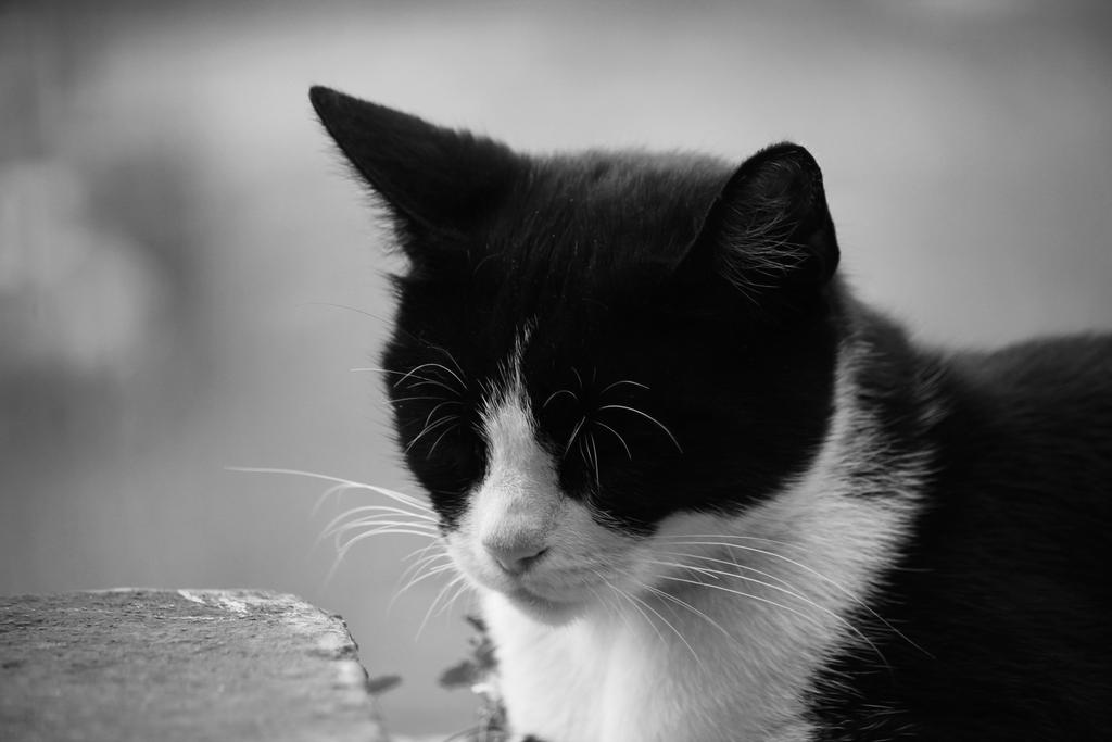 cat bw