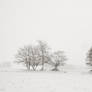 Snowy trees III