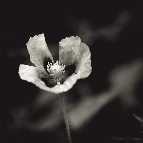 Poppy...