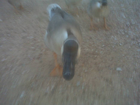 evil goose