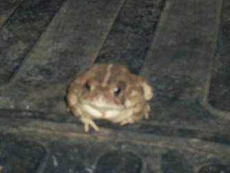 toad power