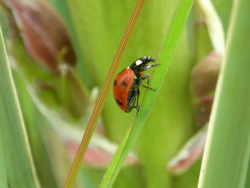 Lonely Ladybug