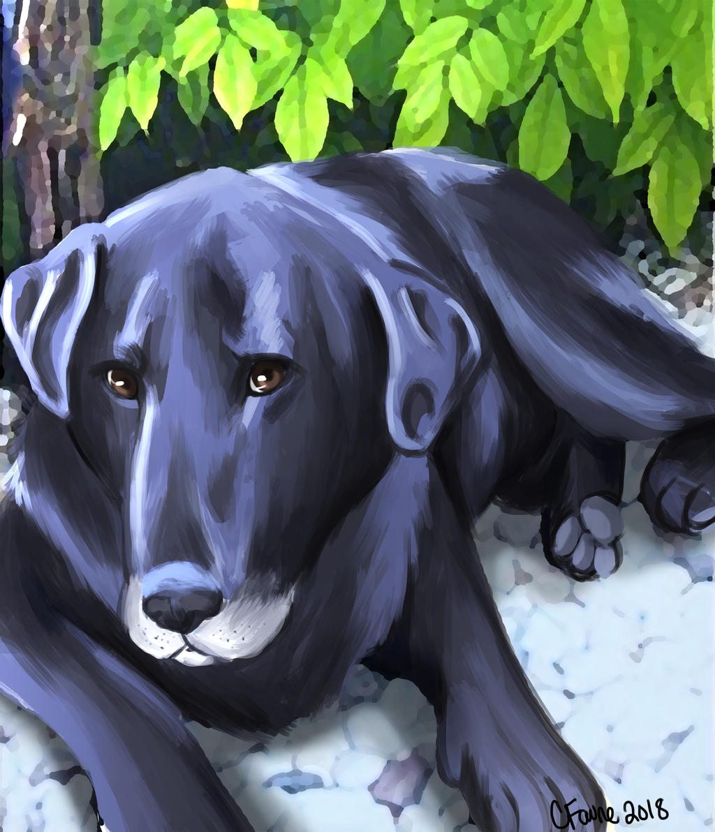 Black Lab Deviantart Commission: Black Lab by ChelseaFavre on DeviantArt
