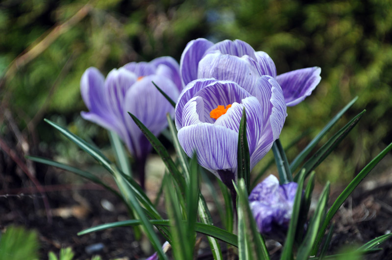 Crocuses