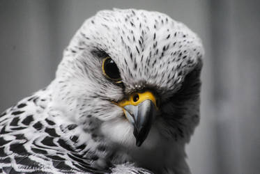 Gyrfalcon