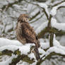 Buzzard 1