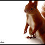 winter squirrel 2