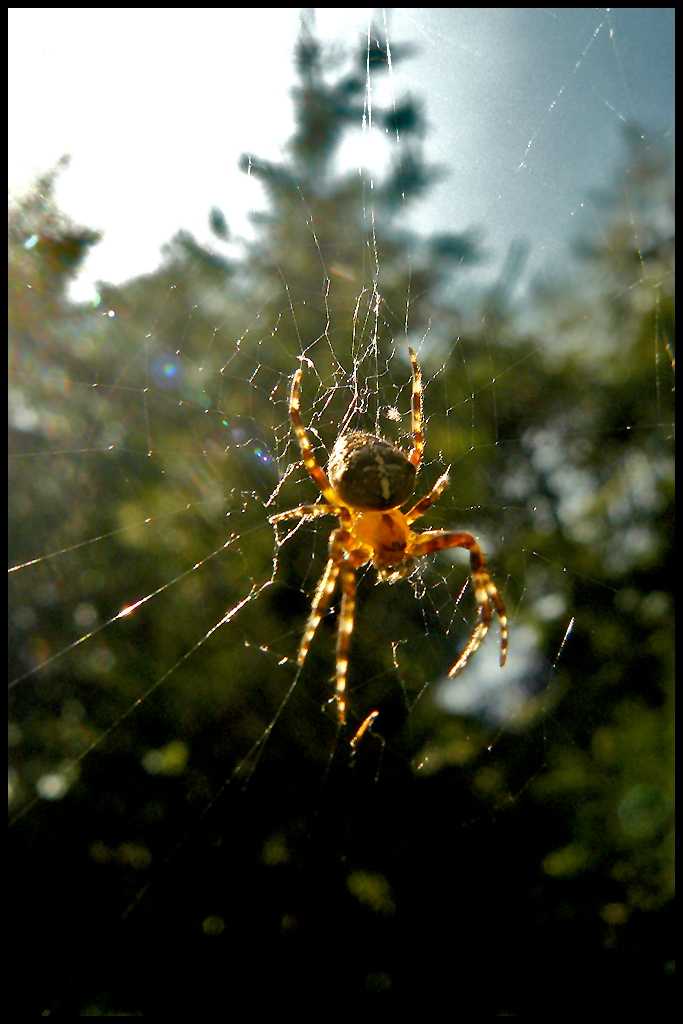 Spider 1