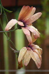 Chocolate Lillies