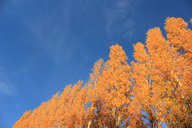 Feu d'automne