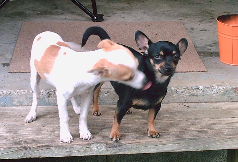 Puppeh Kisses