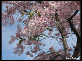 Sakura up close