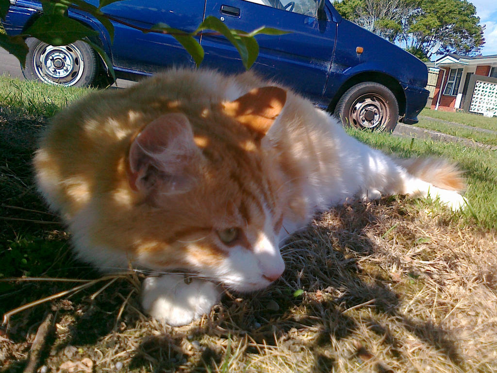 Pepper wants shade