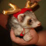 Merry Ferret Christmas