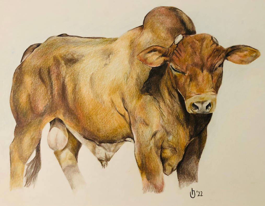 Beef master bull commission by Hetty-Jane on DeviantArt