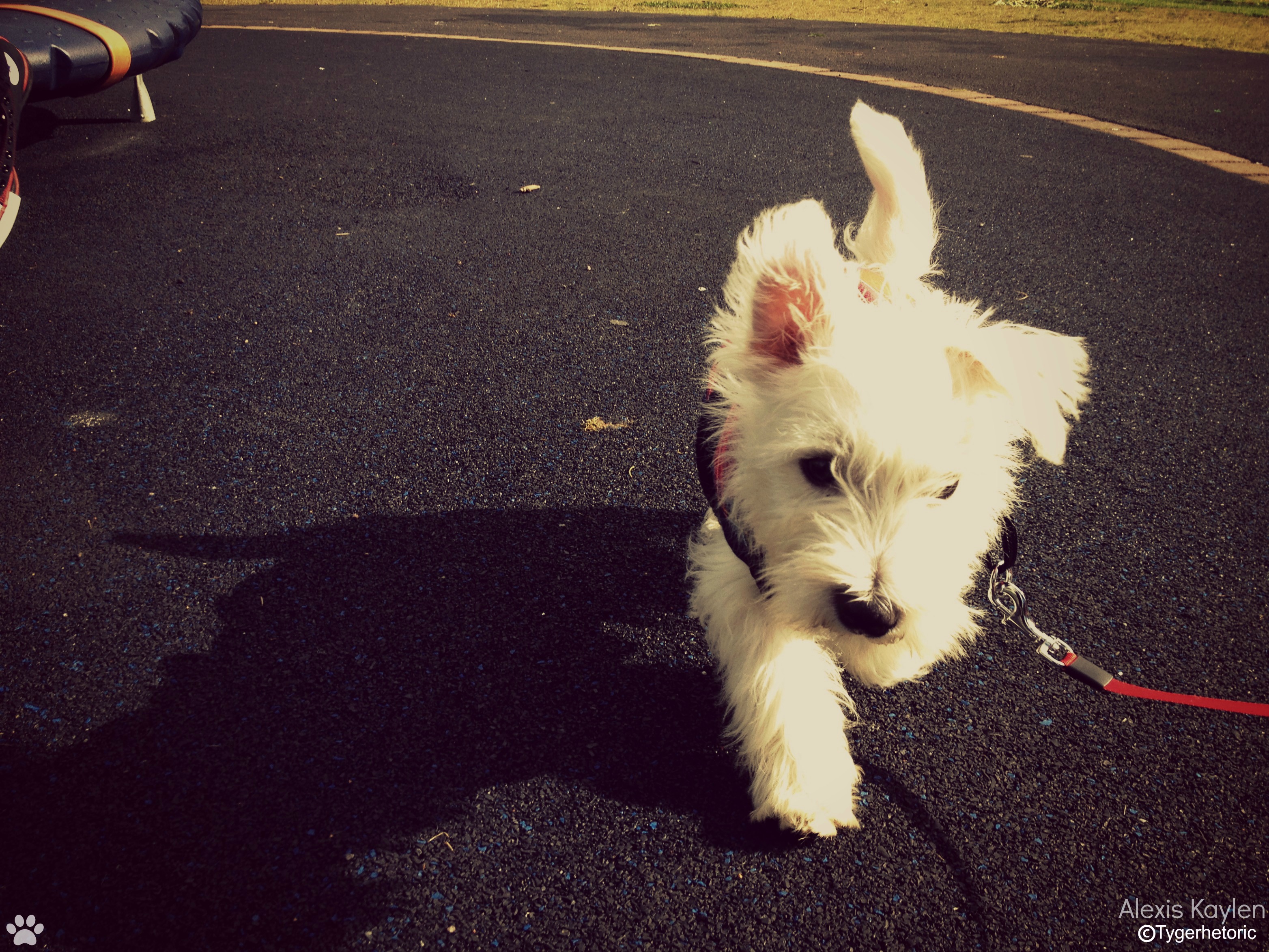 Kinnie the Westie