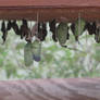 Monarch Chrysalises