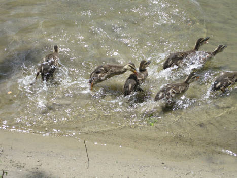 Little Ducky War