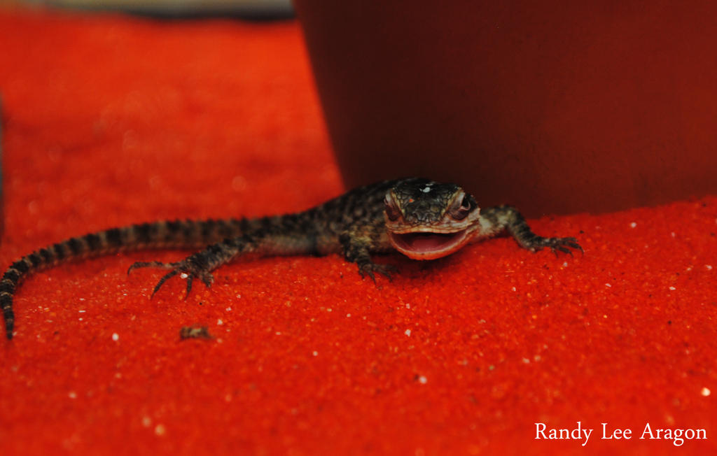 Lizard Smirk Smiling Lizard by spidermonkey24 on DeviantArt