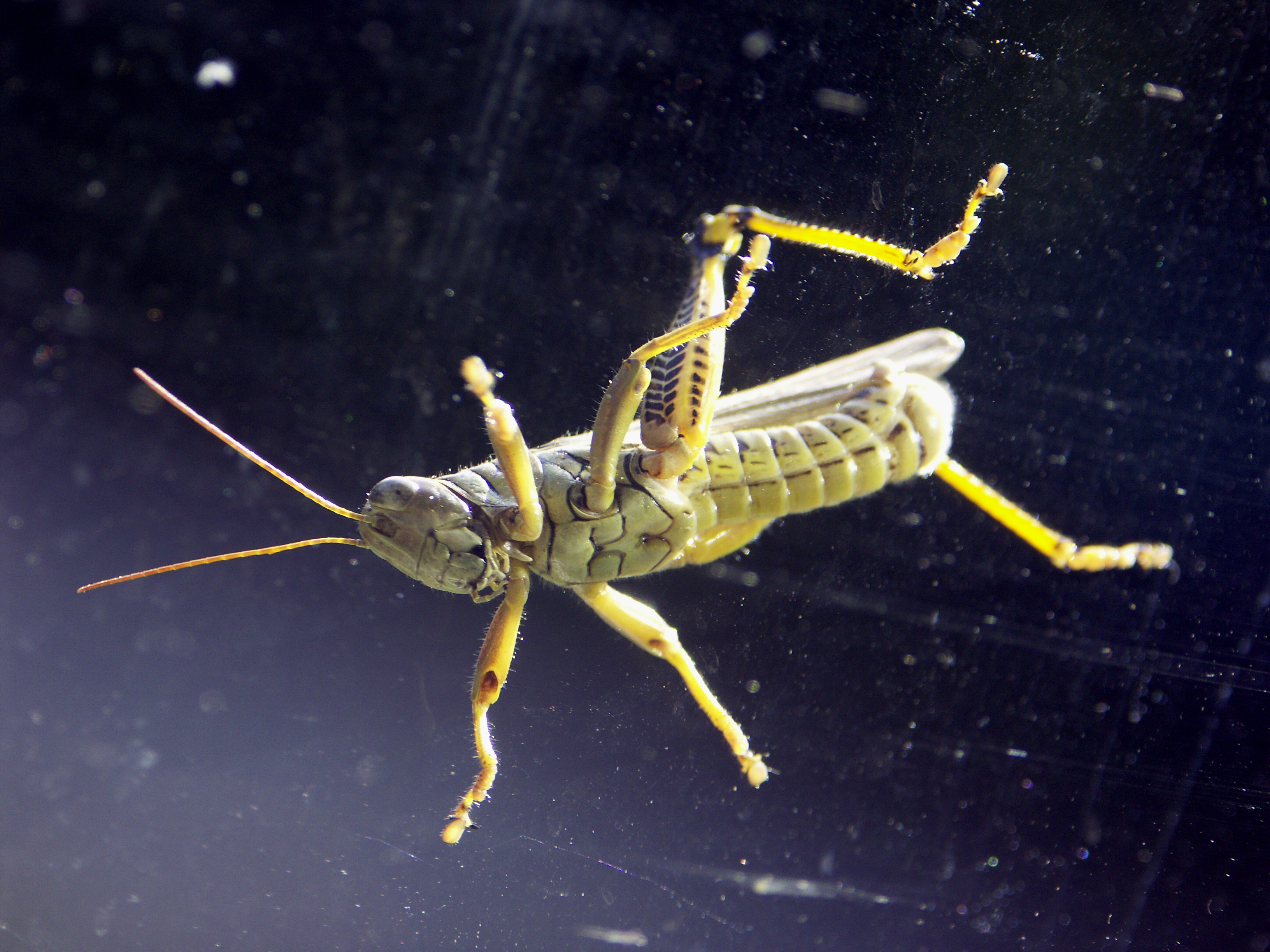 Grasshopper