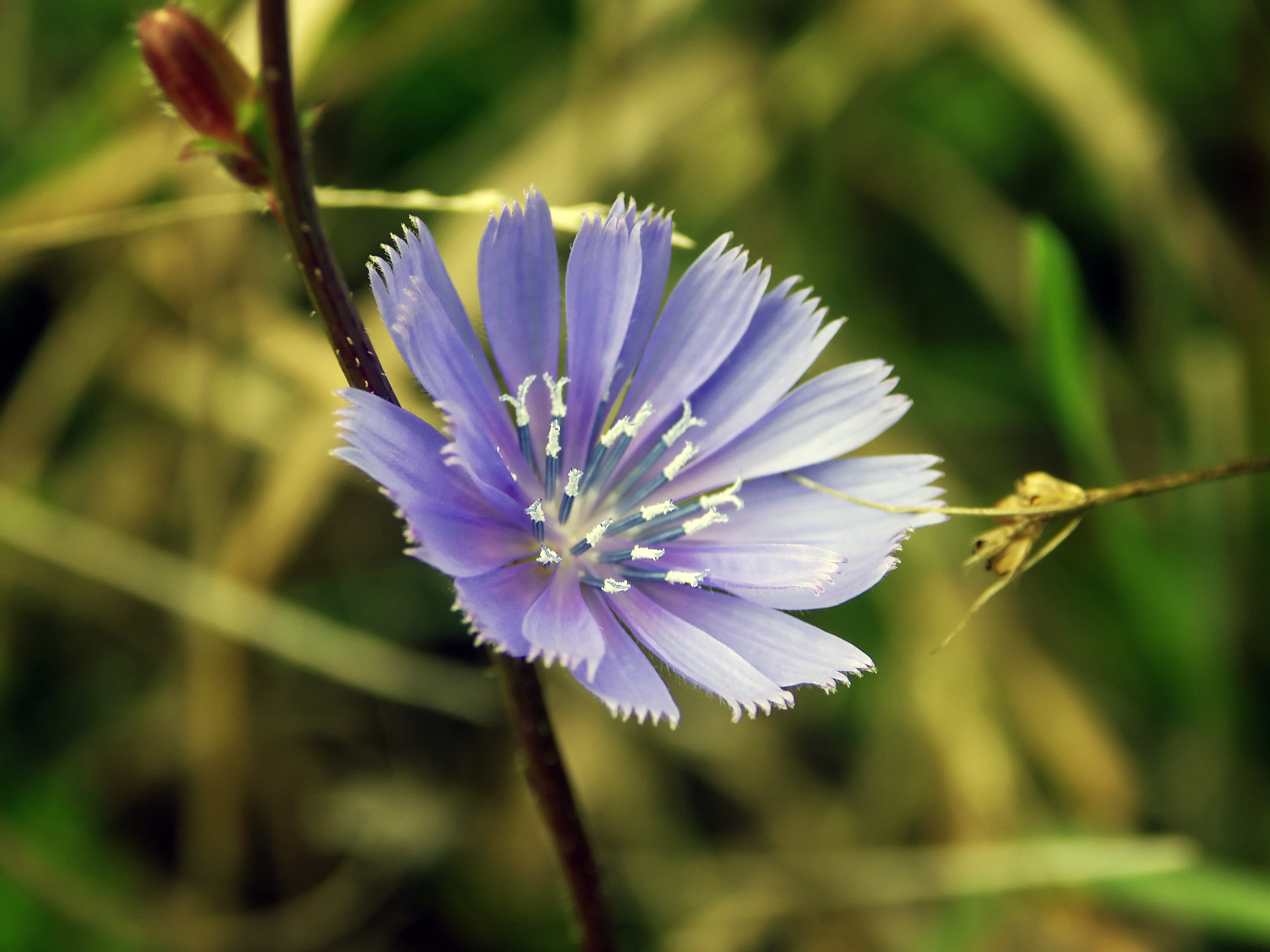 Blue Flower