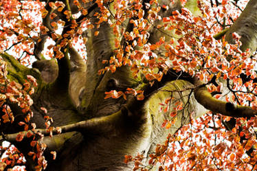 Funky Ass Floral Tree