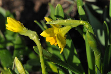 Spring started in my garden II