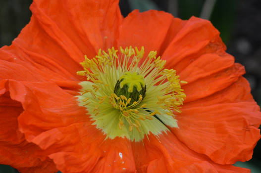 Papaver