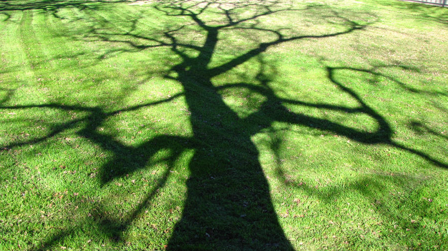 Shadow Tree by Marukar on DeviantArt