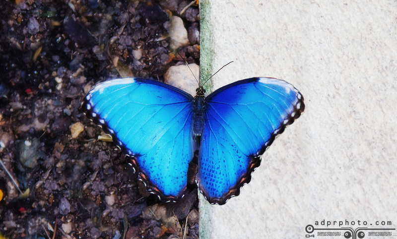 Blue butterfly