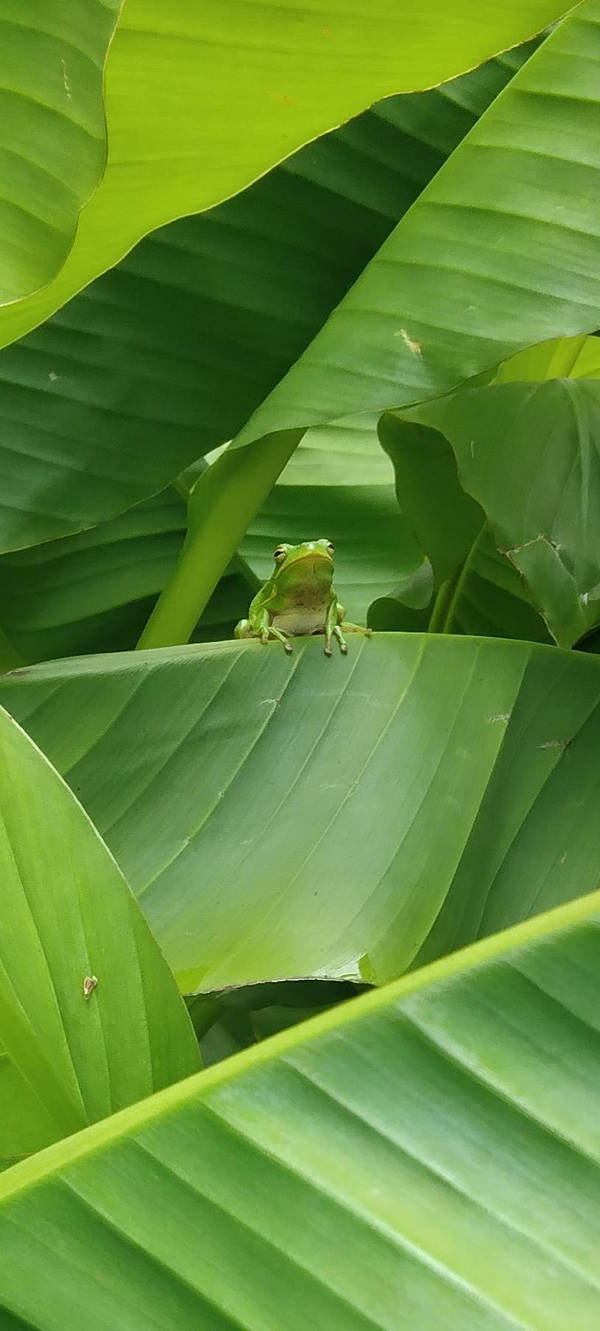 Kermit on the Banana Tree by digitalartwanderer on DeviantArt